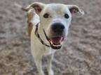 Adopt LUCKY a Pit Bull Terrier, Mixed Breed