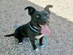 Adopt PANCHO a Pit Bull Terrier