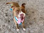 Adopt ESPRESSO a Pit Bull Terrier