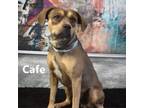 Adopt Cafe a Mixed Breed