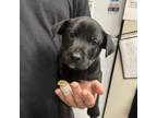 Adopt Lino a Black Labrador Retriever