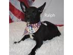 Adopt Ralph a Black Labrador Retriever