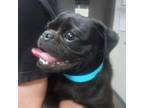 Adopt Philly a Pug