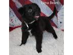 Adopt Lima Bean a Pug
