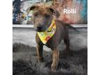 Adopt Rolli a Labrador Retriever, Pit Bull Terrier