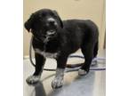 Adopt Costello a Mixed Breed