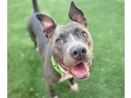Adopt SAMO a Pit Bull Terrier, Mixed Breed