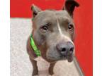 Adopt SAMO a Pit Bull Terrier, Mixed Breed