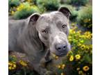 Adopt MUTT DAMON* a Pit Bull Terrier, Mixed Breed