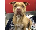 Adopt BEO a Pit Bull Terrier