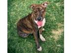 Adopt STITCH a Pit Bull Terrier, Mixed Breed