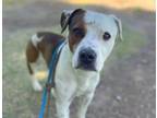 Adopt ANDY WARHOWL* a Pit Bull Terrier, Mixed Breed