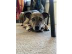 Adopt Archer a Husky, Pit Bull Terrier