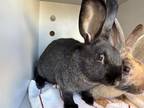 Adopt HARRY a Bunny Rabbit