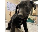 Adopt YELLOW a Labrador Retriever, Mixed Breed