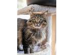 Adopt Arlo a Maine Coon, Domestic Short Hair