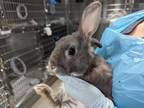 Adopt A514533 a Bunny Rabbit