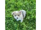 Cardigan Welsh Corgi Puppy for sale in Seymour, MO, USA