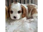 Cavalier King Charles Spaniel Puppy for sale in Apopka, FL, USA