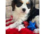 Cavalier King Charles Spaniel Puppy for sale in Apopka, FL, USA