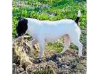 Parson Russell Terrier Puppy for sale in Paducah, KY, USA