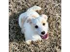 Parson Russell Terrier Puppy for sale in Paducah, KY, USA