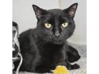 Adopt Brutus a Extra-Toes Cat / Hemingway Polydactyl
