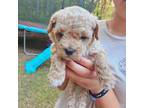 Maltese Puppy for sale in Henderson, NC, USA