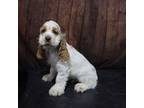 Cocker Spaniel Puppy for sale in Millersburg, IN, USA