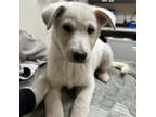 Adopt Shaggy a Siberian Husky, Mixed Breed