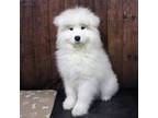 Samoyed Puppy for sale in Millersburg, IN, USA