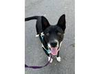 Adopt CHANDLER a Border Collie, Mixed Breed