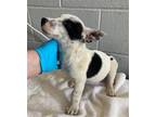 Adopt GROVER a Australian Cattle Dog / Blue Heeler