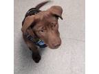 Adopt RAVIOLI a Labrador Retriever, Mixed Breed