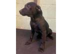 Adopt LORAX a Labrador Retriever