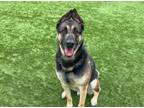 Adopt KING a German Shepherd Dog, Akita