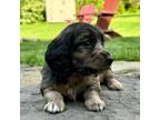 Dachshund Puppy for sale in Johnstown, PA, USA