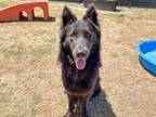 Adopt BANDIT a German Shepherd Dog