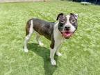Adopt PICKLES a Pit Bull Terrier