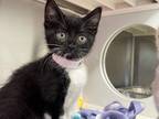 Adopt SKUNKY a Domestic Short Hair