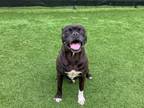 Adopt PINECONE a Boxer, Pit Bull Terrier