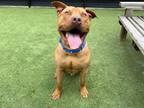 Adopt CHAPO a Pit Bull Terrier