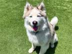 Adopt NANOOK a Siberian Husky, Mixed Breed