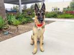 Adopt REX a German Shepherd Dog