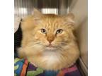 Adopt Flame a Domestic Long Hair