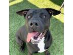 Adopt Finn a Black Labrador Retriever