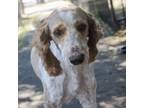 Adopt SHAGGY a Standard Poodle
