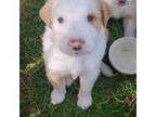 English Shepherd Puppy for sale in New Castle, IN, USA