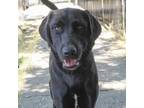 Adopt RICO a Black Labrador Retriever