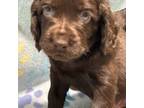 Boykin Spaniel Puppy for sale in Ridgeville, SC, USA